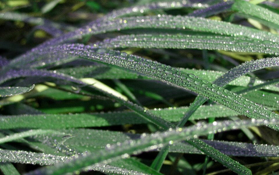 Drops green nature