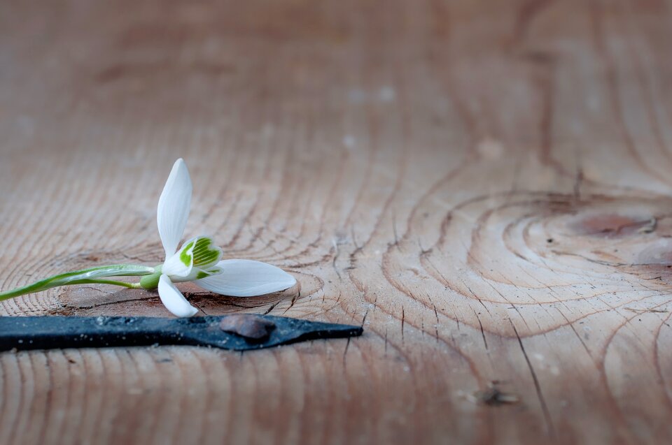 Snowdrop white spring flower