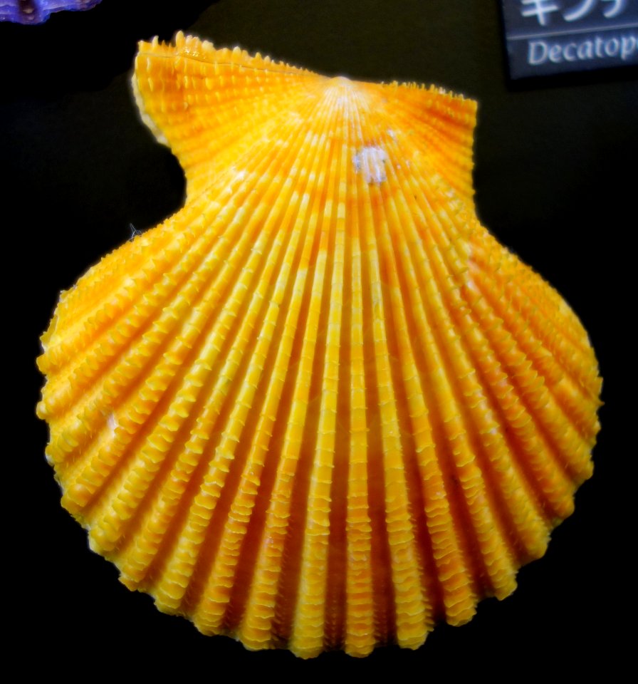 Mimachlamys crassicostata (Mimachlamys nobilis) - National Museum of Nature and Science, Tokyo - DSC06779