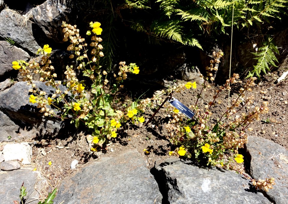 Mimulus guttatus - UBC Botanical Garden - Vancouver, Canada - DSC08298