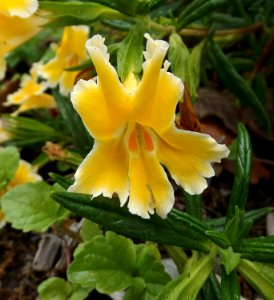 Mimulus pamela