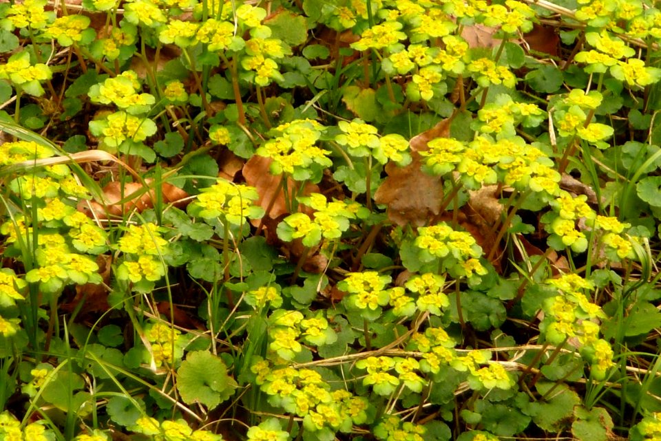 Milzkraut Kohlbruck