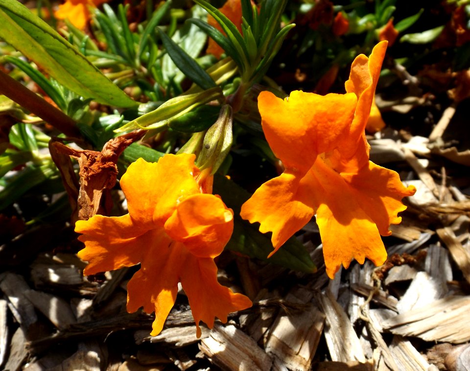 Mimulus jelly bean tangerine