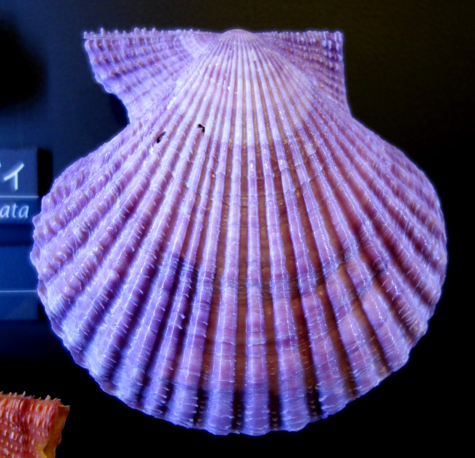 Mimachlamys crassicostata (Mimachlamys nobilis) - National Museum of Nature and Science, Tokyo - DSC06778