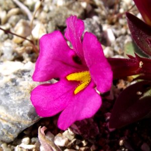 Mimulus bigelovii