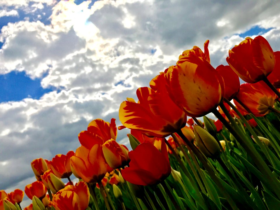Millions Of Tulips Tulips For Me (214139681)