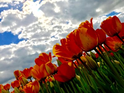 Millions Of Tulips Tulips For Me (214139681)