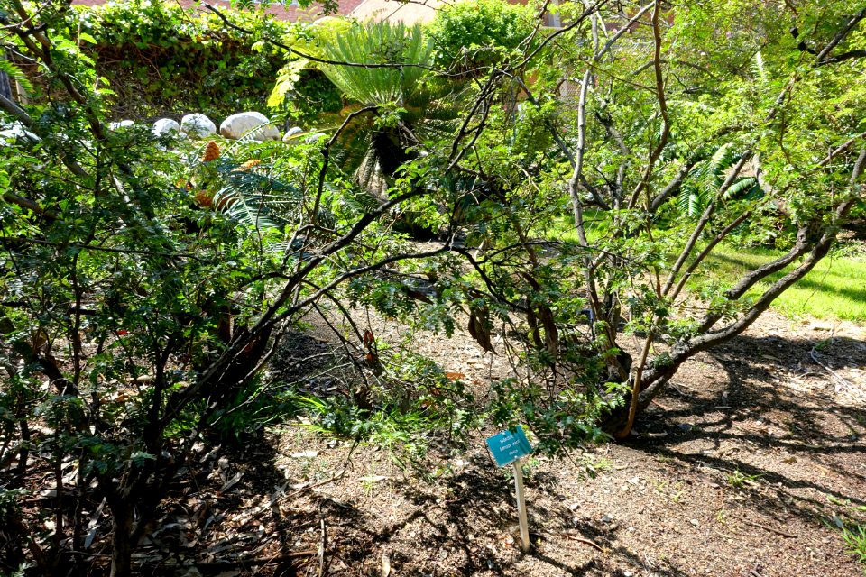 Mimosa xanti - Mildred E. Mathias Botanical Garden - University of California, Los Angeles - DSC02717