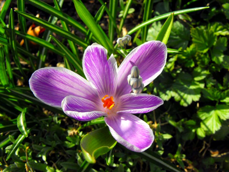 Purple petals detail