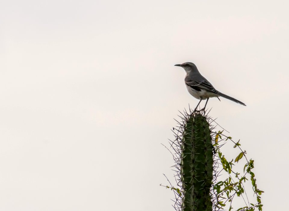 Mimus gilvus from Guevaras