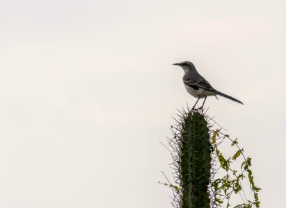 Mimus gilvus from Guevaras