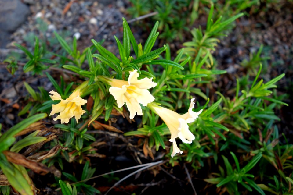 Mimulus aurantiacus var. grandiflorus - Regional Parks Botanic Garden, Berkeley, CA - DSC04487