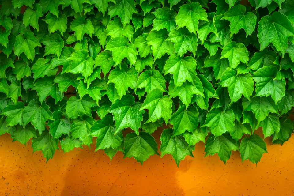 Plants hwalyeob nature