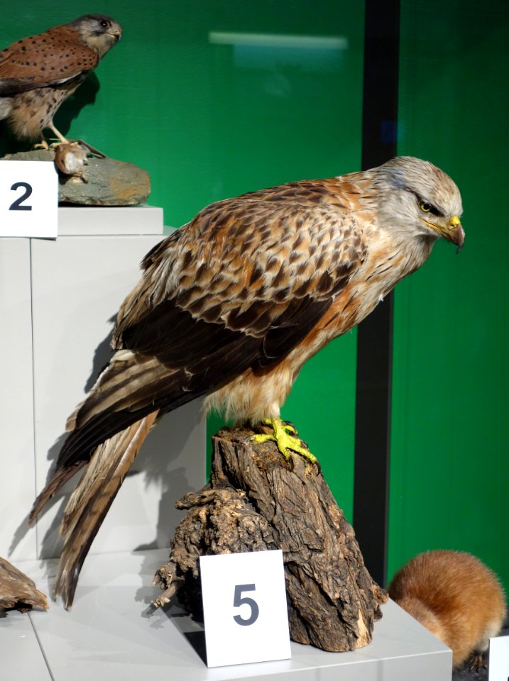 Milvus milvus - Senckenberg Naturhistorische Sammlungen Dresden - DSC08193