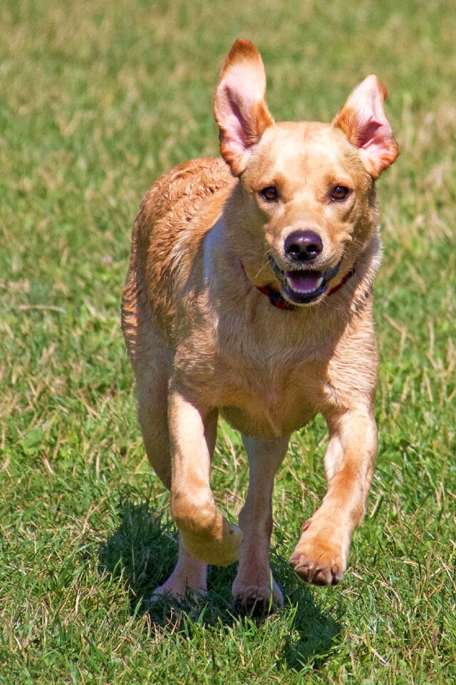Dog young canine