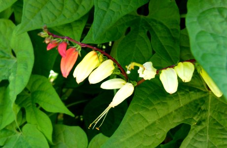 Mina lobata "Jungle Queen" 2