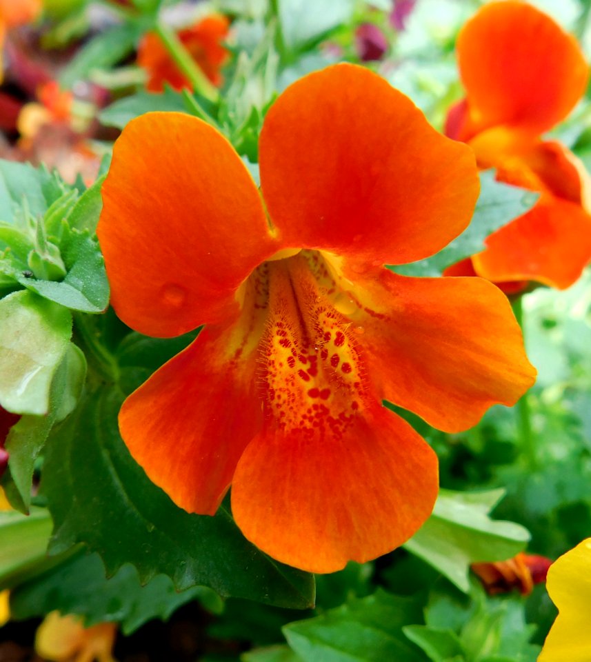 Mimulus magic mix