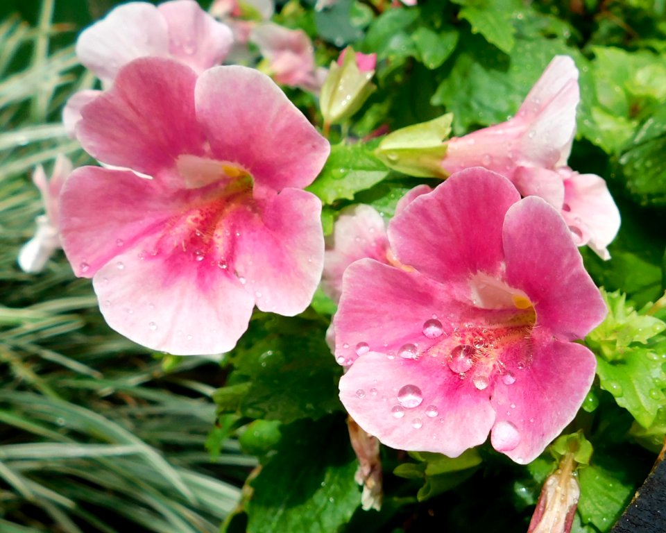 Mimulus magic mix 2