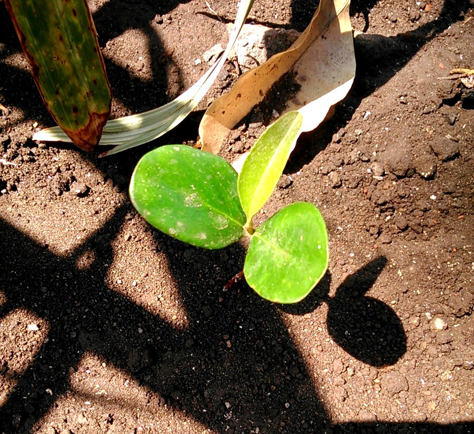 Mim elengi seedling Pj IMG 20150728 125717