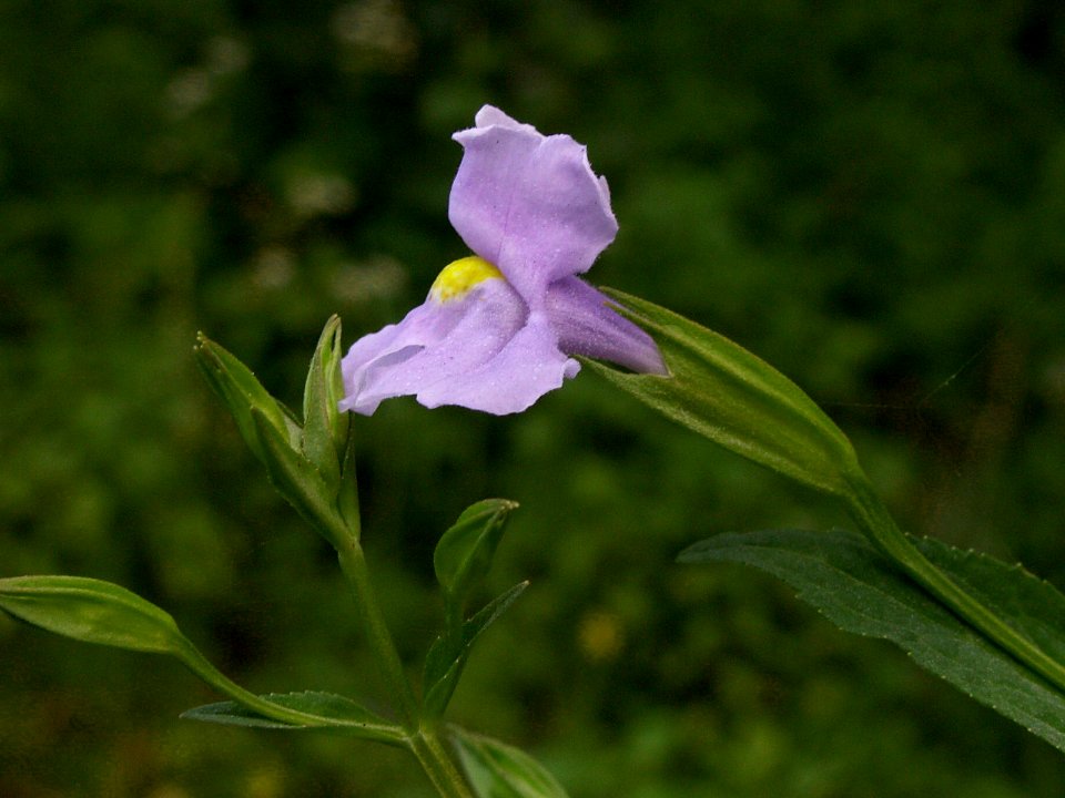 Mimulus alatus, 2014-07-24, Cranberry Township, 02