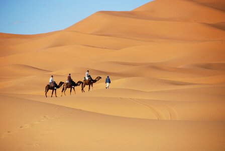 Morocco dromedary camel