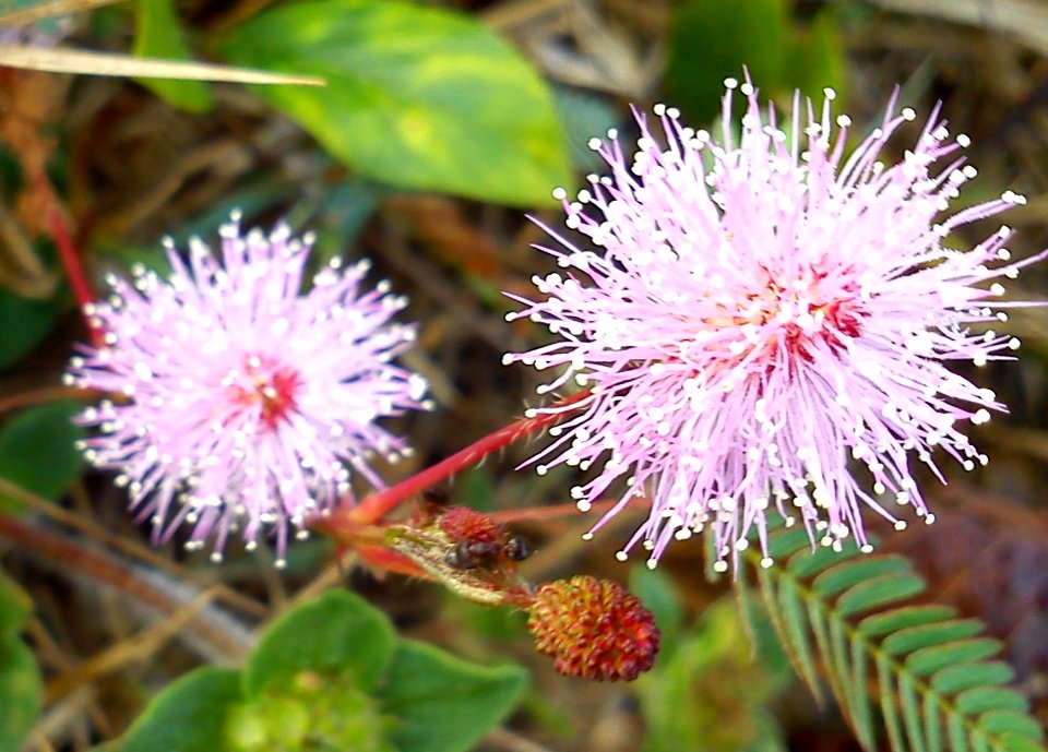 Mimosa Pudica Linn-Flower2