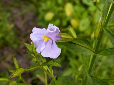 Mimulus alatus, 2014-07-24, Cranberry Township, 01