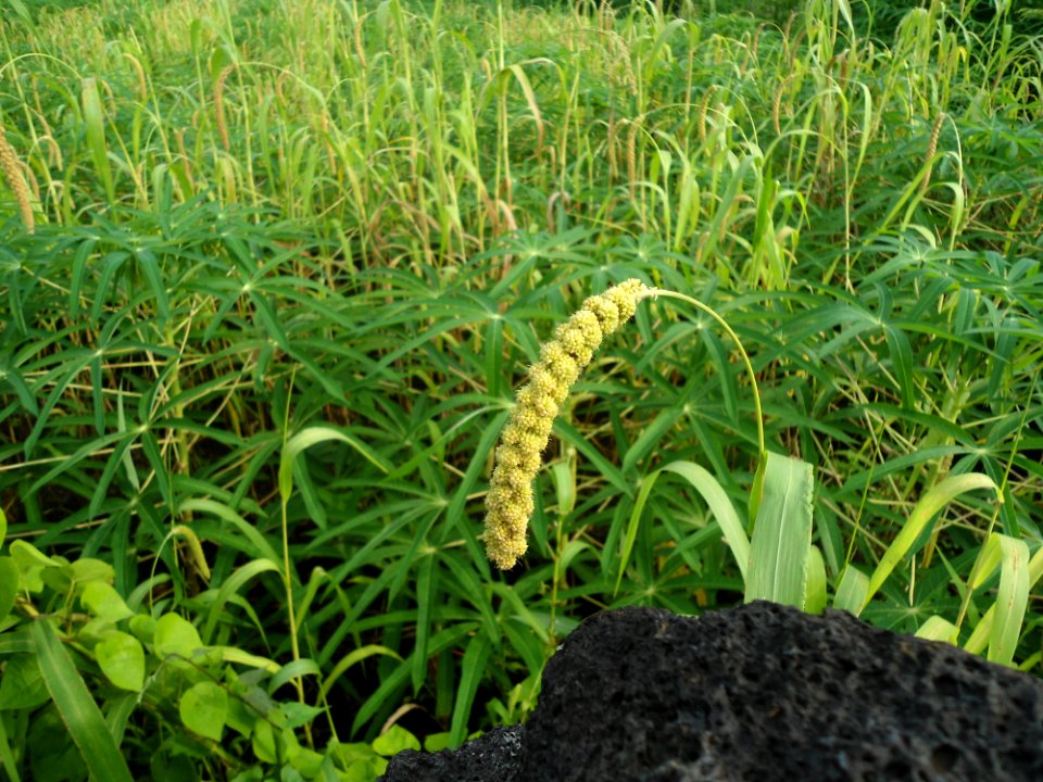 Millet in Hainan - 01