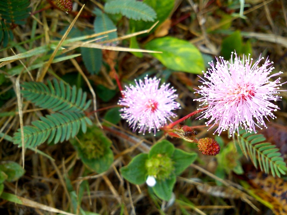 Mimosa Pudica Linn-Flower