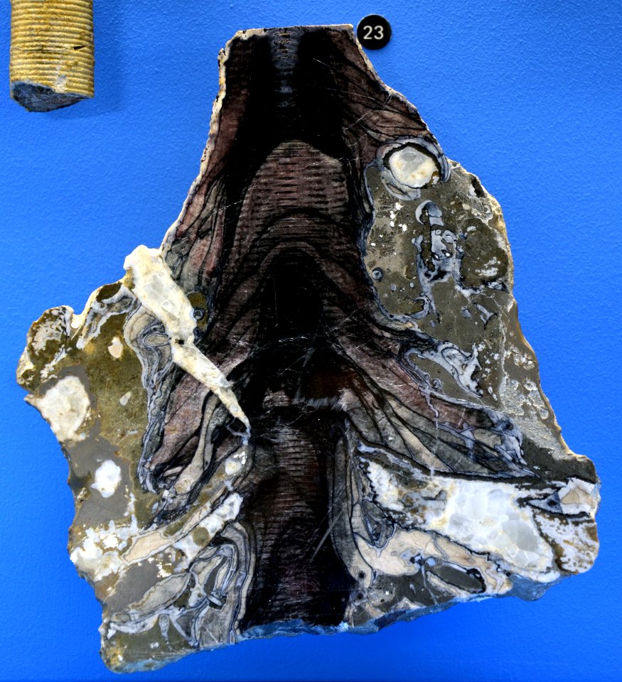 Millericrinus Naturhistorisches Museum Basel 27102013