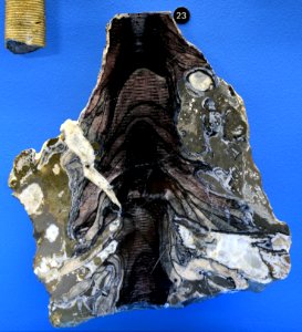Millericrinus Naturhistorisches Museum Basel 27102013