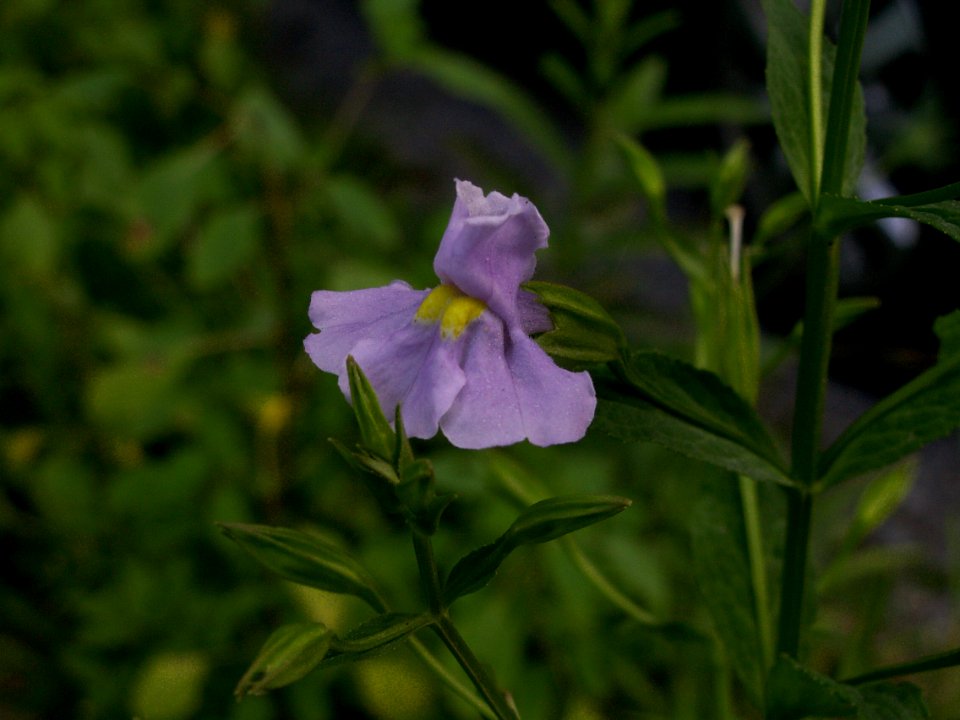 Mimulus alatus, 2014-07-24, Cranberry Township, 03