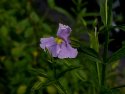 Mimulus alatus, 2014-07-24, Cranberry Township, 03