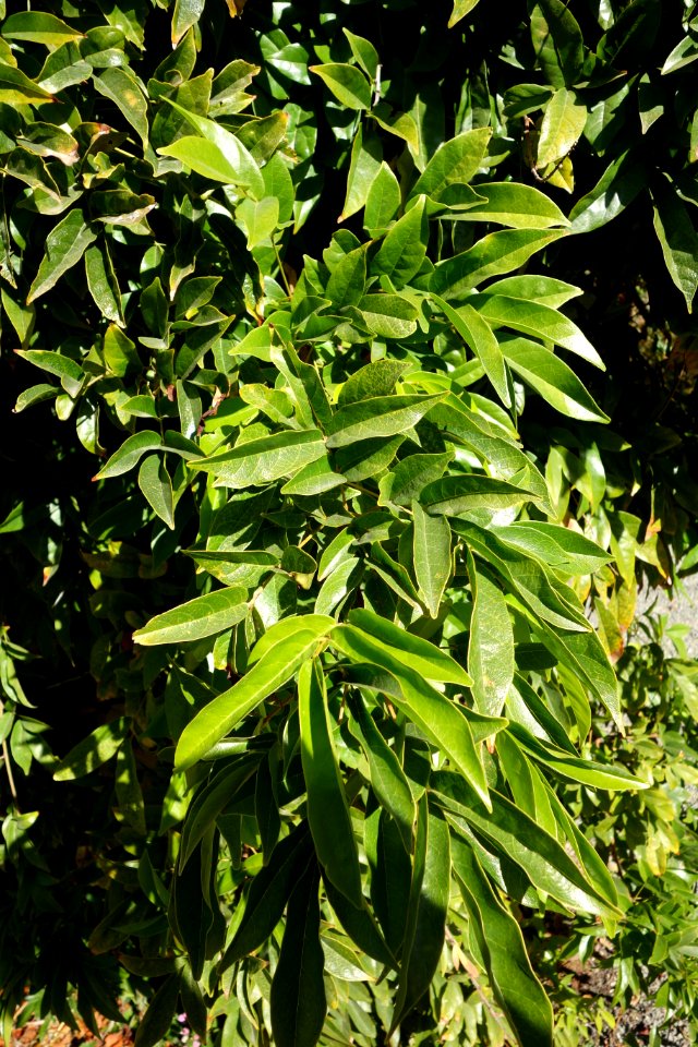Millettia dielsiana - Quarryhill Botanical Garden - DSC03236