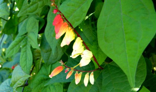 Mina lobata "Jungle Queen"