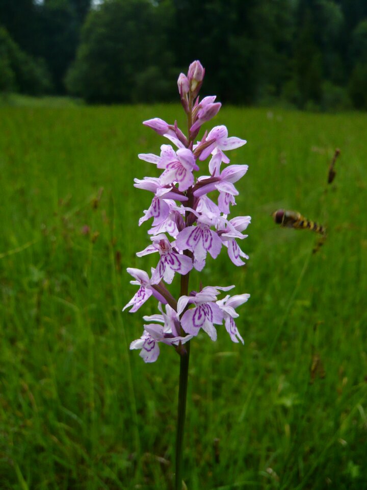 Flower orchid Free photos