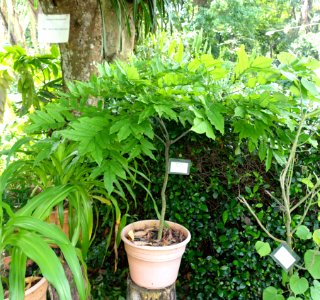 Millettia pulchra - Saigon Zoo and Botanical Gardens - Ho Chi Minh City, Vietnam - DSC01254