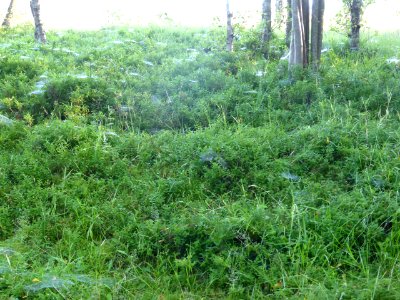 Milngavie-Spider-Webs-in-Forest-1