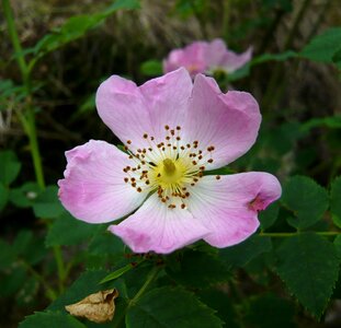 Rose wild rose rose blooms