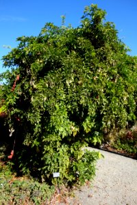 Millettia dielsiana - Quarryhill Botanical Garden - DSC03235