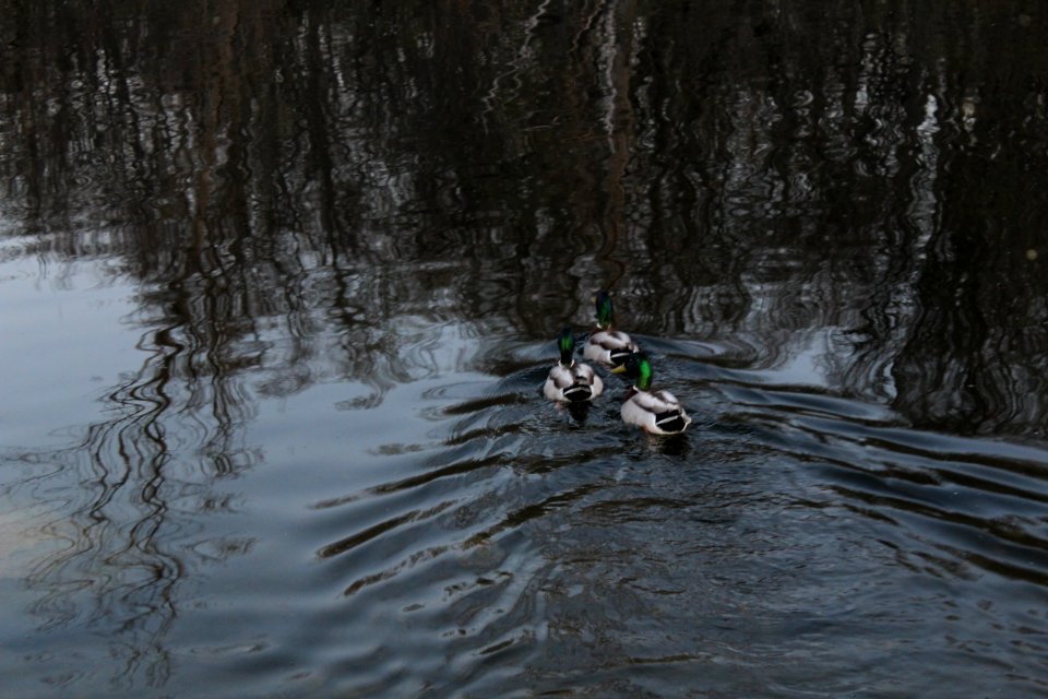 Milliken Park pond ducks, May 2018
