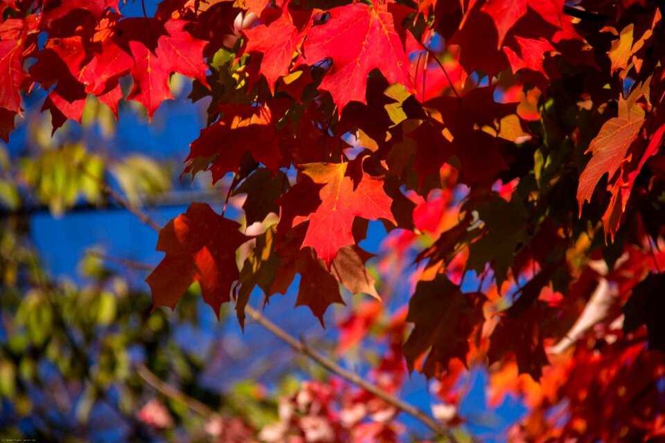 Leaves maple red photo