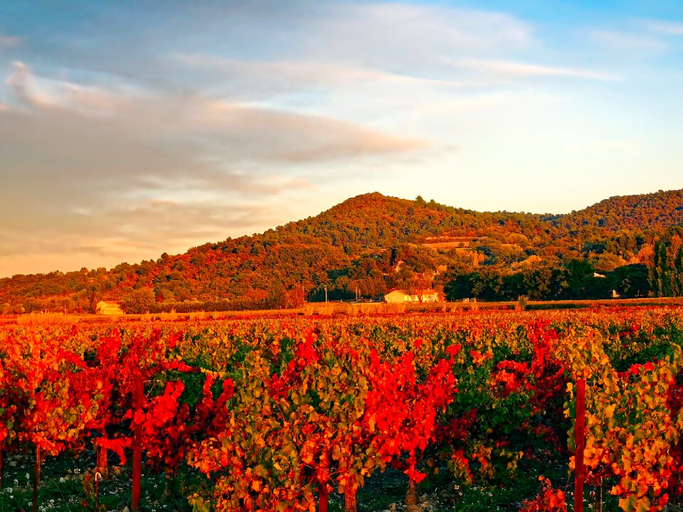 Vine agriculture fall