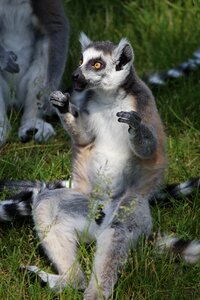 Madagascar species of primate lemur catta