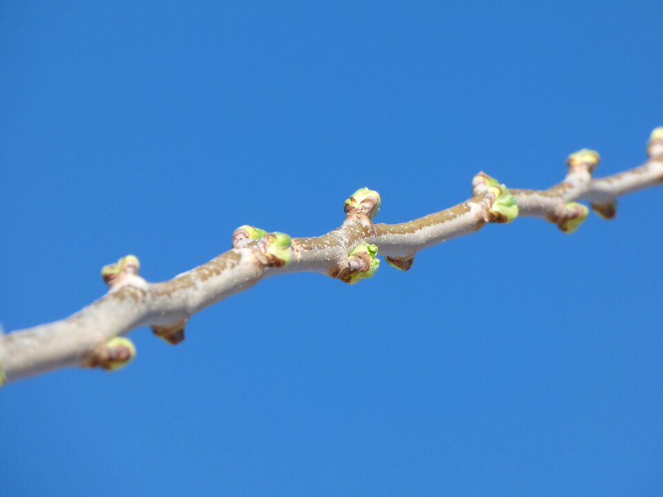Outbreak spring sprout