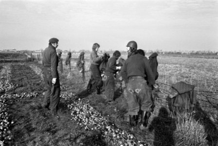 Militairen ingezet bij oogsten in Zeeland militairen aan het oogsten, Bestanddeelnr 927-5675