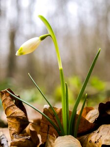 Bloom plant nature