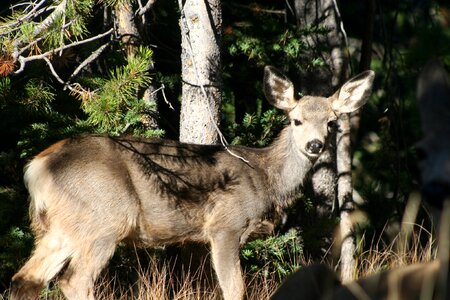Deer wildlife nature photo