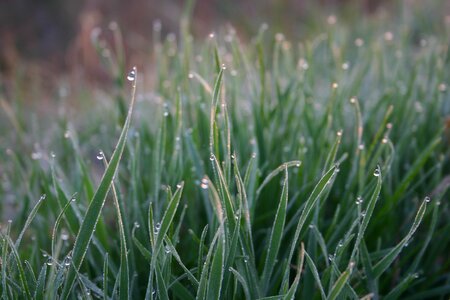In the morning field fresh
