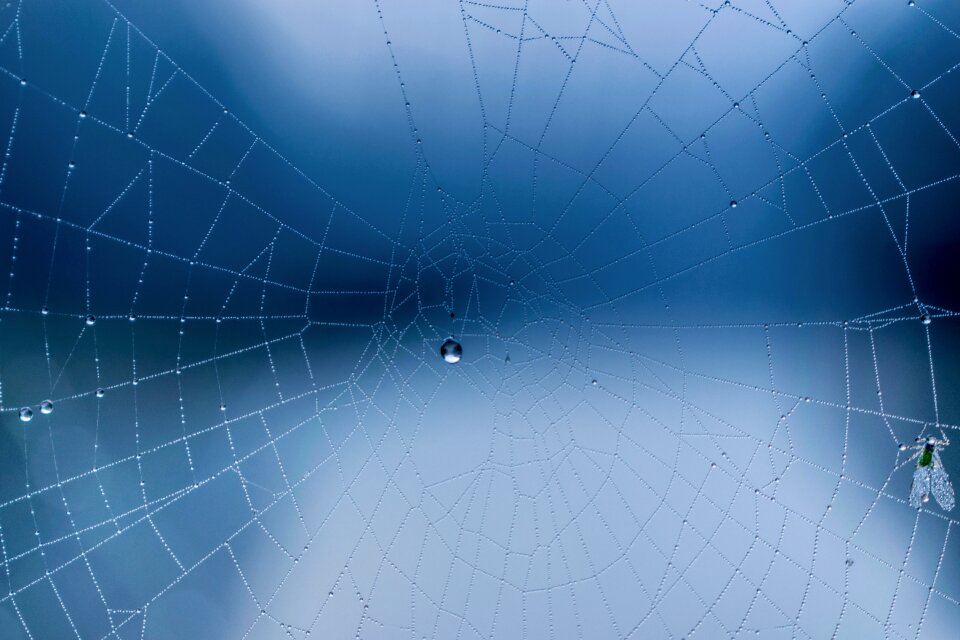 Blue hour morning spider webs